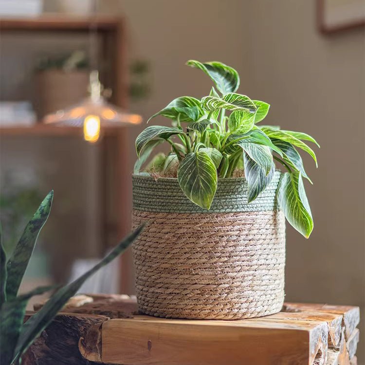 Rimmed Woven Basket Planter