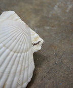 MATCH MADE IN SHELL TRAY